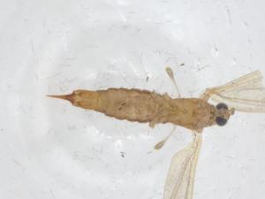  ( - CBG-A16734-B07)  @11 [ ] CreativeCommons - Attribution Share - Alike (2023) Centre for Biodiversity Genomics Centre for Biodiversity Genomics