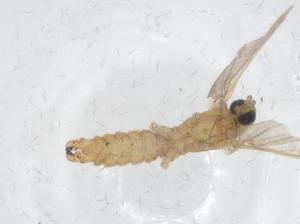  ( - CBG-A16734-C04)  @11 [ ] CreativeCommons - Attribution Share - Alike (2023) Centre for Biodiversity Genomics Centre for Biodiversity Genomics