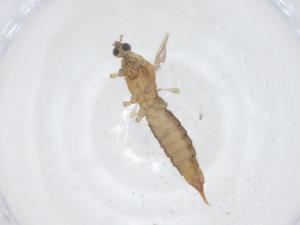  ( - CBG-A16734-C09)  @11 [ ] CreativeCommons - Attribution Share - Alike (2023) Centre for Biodiversity Genomics Centre for Biodiversity Genomics