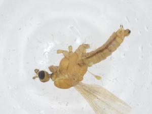  ( - CBG-A16734-C10)  @11 [ ] CreativeCommons - Attribution Share - Alike (2023) Centre for Biodiversity Genomics Centre for Biodiversity Genomics