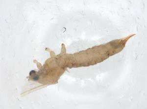  ( - CBG-A16734-F02)  @11 [ ] CreativeCommons - Attribution Share - Alike (2023) Centre for Biodiversity Genomics Centre for Biodiversity Genomics