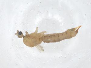  ( - CBG-A16734-G06)  @11 [ ] CreativeCommons - Attribution Share - Alike (2023) Centre for Biodiversity Genomics Centre for Biodiversity Genomics