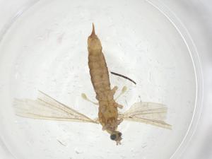  ( - CBG-A16735-A05)  @11 [ ] CreativeCommons - Attribution Share - Alike (2023) Centre for Biodiversity Genomics Centre for Biodiversity Genomics