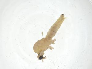  ( - CBG-A16735-A12)  @11 [ ] CreativeCommons - Attribution Share - Alike (2023) Centre for Biodiversity Genomics Centre for Biodiversity Genomics