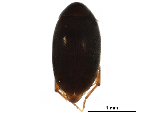  ( - BIOUG25030-C12)  @14 [ ] CreativeCommons - Attribution (2016) CBG Photography Group Centre for Biodiversity Genomics