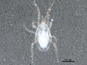  (Amblyseius sp. JCS04 - BIOUG25308-F09)  @13 [ ] CreativeCommons - Attribution (2015) CBG Photography Group Centre for Biodiversity Genomics