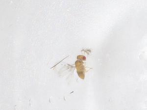  ( - CBG-B00228-G08)  @11 [ ] CreativeCommons - Attribution Share - Alike (2025) Centre for Biodiversity Genomics Centre for Biodiversity Genomics