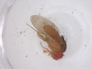  ( - CBG-B00272-C08)  @11 [ ] CreativeCommons - Attribution Share - Alike (2025) Centre for Biodiversity Genomics Centre for Biodiversity Genomics