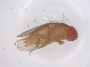  ( - CBG-B00272-E05)  @11 [ ] CreativeCommons - Attribution Share - Alike (2025) Centre for Biodiversity Genomics Centre for Biodiversity Genomics