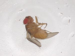  ( - CBG-B00275-D12)  @11 [ ] CreativeCommons - Attribution Share - Alike (2025) Centre for Biodiversity Genomics Centre for Biodiversity Genomics