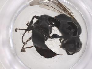  ( - CBG-B00446-A04)  @11 [ ] CreativeCommons - Attribution Share - Alike (2025) Centre for Biodiversity Genomics Centre for Biodiversity Genomics