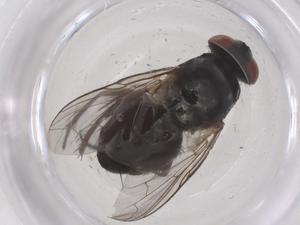  ( - CBG-B01146-F02)  @11 [ ] CreativeCommons - Attribution Share - Alike (2025) Centre for Biodiversity Genomics Centre for Biodiversity Genomics