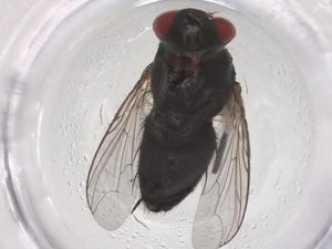  ( - CBG-B01802-G12)  @11 [ ] CreativeCommons - Attribution Share - Alike (2025) Centre for Biodiversity Genomics Centre for Biodiversity Genomics