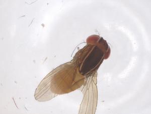  ( - CBG-B01844-H08)  @11 [ ] CreativeCommons - Attribution Share - Alike (2025) Centre for Biodiversity Genomics Centre for Biodiversity Genomics