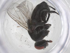  ( - CBG-B01845-H04)  @11 [ ] CreativeCommons - Attribution Share - Alike (2025) Centre for Biodiversity Genomics Centre for Biodiversity Genomics