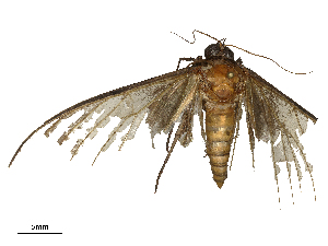  ( - CBG-B02544-G10)  @11 [ ] CreativeCommons - Attribution Share - Alike (2025) CBG Photography Group Centre for Biodiversity Genomics