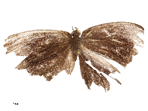  ( - CBG-B02553-F11)  @11 [ ] CreativeCommons - Attribution Share - Alike (2025) CBG Photography Group Centre for Biodiversity Genomics