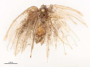  ( - CBG-B02558-C02)  @11 [ ] CreativeCommons - Attribution Share - Alike (2025) CBG Photography Group Centre for Biodiversity Genomics