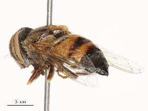  ( - CBG-B02558-E02)  @11 [ ] CreativeCommons - Attribution Share - Alike (2025) CBG Photography Group Centre for Biodiversity Genomics