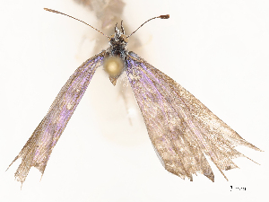  ( - CBG-B02558-G05)  @11 [ ] CreativeCommons - Attribution Share - Alike (2025) CBG Photography Group Centre for Biodiversity Genomics