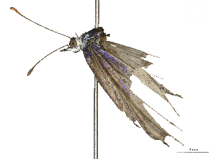  ( - CBG-B02558-G06)  @11 [ ] CreativeCommons - Attribution Share - Alike (2025) CBG Photography Group Centre for Biodiversity Genomics