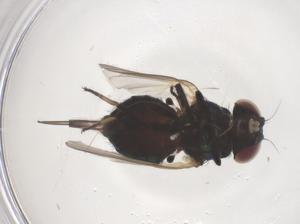  ( - CBG-B02719-H03)  @11 [ ] CreativeCommons - Attribution Share - Alike (2025) Centre for Biodiversity Genomics Centre for Biodiversity Genomics