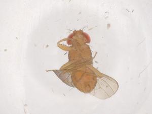  ( - CBG-B02722-B02)  @11 [ ] CreativeCommons - Attribution Share - Alike (2025) Centre for Biodiversity Genomics Centre for Biodiversity Genomics