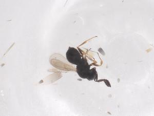  ( - CBG-B02725-E10)  @11 [ ] CreativeCommons - Attribution Share - Alike (2025) Centre for Biodiversity Genomics Centre for Biodiversity Genomics