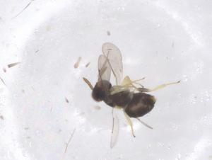  ( - CBG-B02802-G08)  @11 [ ] CreativeCommons - Attribution Share - Alike (2025) Centre for Biodiversity Genomics Centre for Biodiversity Genomics