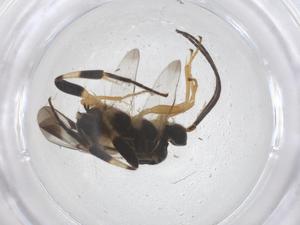  ( - CBG-B02810-C12)  @11 [ ] CreativeCommons - Attribution Share - Alike (2025) Centre for Biodiversity Genomics Centre for Biodiversity Genomics