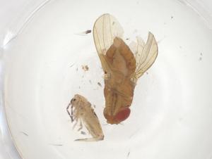  ( - CBG-B03128-A01)  @11 [ ] CreativeCommons - Attribution Share - Alike (2025) Centre for Biodiversity Genomics Centre for Biodiversity Genomics