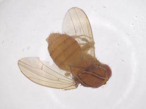  ( - CBG-B03136-H01)  @11 [ ] CreativeCommons - Attribution Share - Alike (2025) Centre for Biodiversity Genomics Centre for Biodiversity Genomics