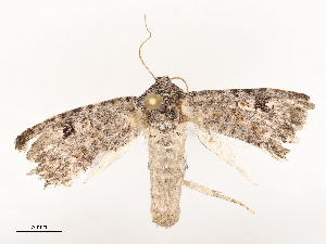  ( - CBG-B03148-B10)  @11 [ ] CreativeCommons - Attribution Share - Alike (2025) CBG Photography Group Centre for Biodiversity Genomics