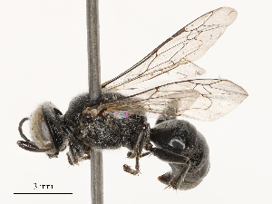  ( - CBG-B03148-D07)  @11 [ ] CreativeCommons - Attribution Share - Alike (2025) CBG Photography Group Centre for Biodiversity Genomics