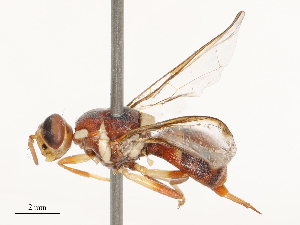  ( - CBG-B03148-E08)  @11 [ ] CreativeCommons - Attribution Share - Alike (2025) CBG Photography Group Centre for Biodiversity Genomics