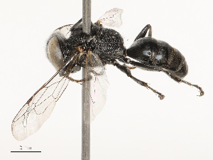  ( - CBG-B03148-F01)  @11 [ ] CreativeCommons - Attribution Share - Alike (2025) CBG Photography Group Centre for Biodiversity Genomics