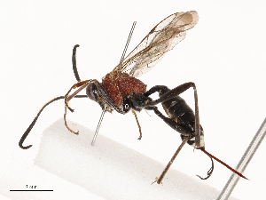  ( - CBG-B03149-E06)  @11 [ ] CreativeCommons - Attribution Share - Alike (2025) CBG Photography Group Centre for Biodiversity Genomics