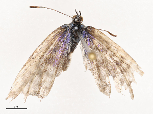  ( - CBG-B03150-A08)  @11 [ ] CreativeCommons - Attribution Share - Alike (2025) CBG Photography Group Centre for Biodiversity Genomics