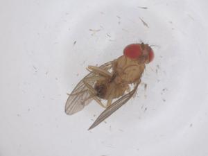  ( - CBG-B03176-C10)  @11 [ ] CreativeCommons - Attribution Share - Alike (2025) Centre for Biodiversity Genomics Centre for Biodiversity Genomics