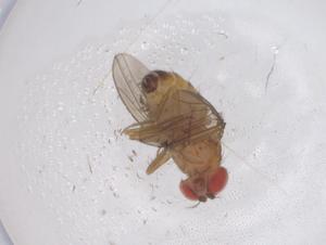  ( - CBG-B03176-E11)  @11 [ ] CreativeCommons - Attribution Share - Alike (2025) Centre for Biodiversity Genomics Centre for Biodiversity Genomics