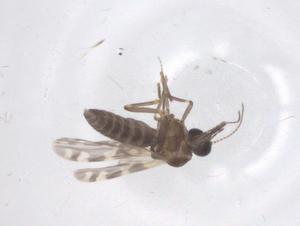  ( - CBG-B03176-H10)  @11 [ ] CreativeCommons - Attribution Share - Alike (2025) Centre for Biodiversity Genomics Centre for Biodiversity Genomics