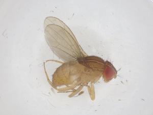  ( - CBG-B03177-C07)  @11 [ ] CreativeCommons - Attribution Share - Alike (2025) Centre for Biodiversity Genomics Centre for Biodiversity Genomics