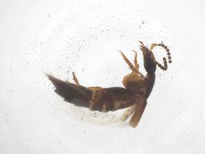  ( - CBG-B03177-D01)  @11 [ ] CreativeCommons - Attribution Share - Alike (2025) Centre for Biodiversity Genomics Centre for Biodiversity Genomics