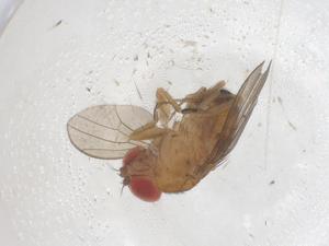  ( - CBG-B03177-E02)  @11 [ ] CreativeCommons - Attribution Share - Alike (2025) Centre for Biodiversity Genomics Centre for Biodiversity Genomics