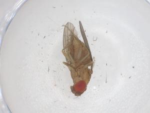  ( - CBG-B03177-E05)  @11 [ ] CreativeCommons - Attribution Share - Alike (2025) Centre for Biodiversity Genomics Centre for Biodiversity Genomics