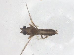  ( - CBG-B03177-G05)  @11 [ ] CreativeCommons - Attribution Share - Alike (2025) Centre for Biodiversity Genomics Centre for Biodiversity Genomics