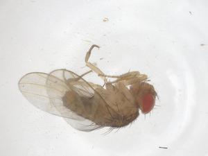  ( - CBG-B03177-H02)  @11 [ ] CreativeCommons - Attribution Share - Alike (2025) Centre for Biodiversity Genomics Centre for Biodiversity Genomics