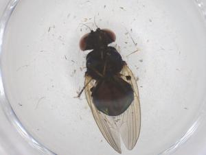  ( - CBG-B03427-D10)  @11 [ ] CreativeCommons - Attribution Share - Alike (2025) Centre for Biodiversity Genomics Centre for Biodiversity Genomics