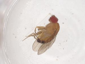  ( - CBG-B03428-H03)  @11 [ ] CreativeCommons - Attribution Share - Alike (2025) Centre for Biodiversity Genomics Centre for Biodiversity Genomics