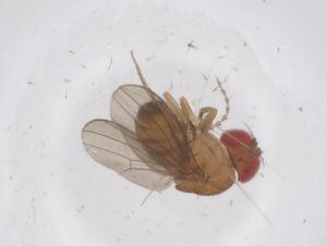  ( - CBG-B03429-C02)  @11 [ ] CreativeCommons - Attribution Share - Alike (2025) Centre for Biodiversity Genomics Centre for Biodiversity Genomics